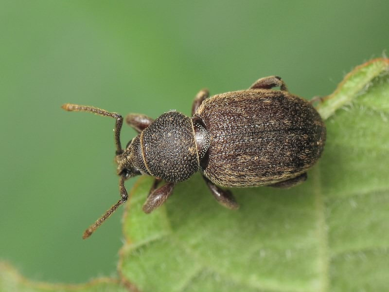 Otiorhynchus brunneus Krynicki, 1834